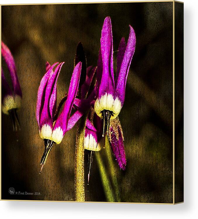  Canvas Print featuring the photograph Shooting Stars by Fred Denner