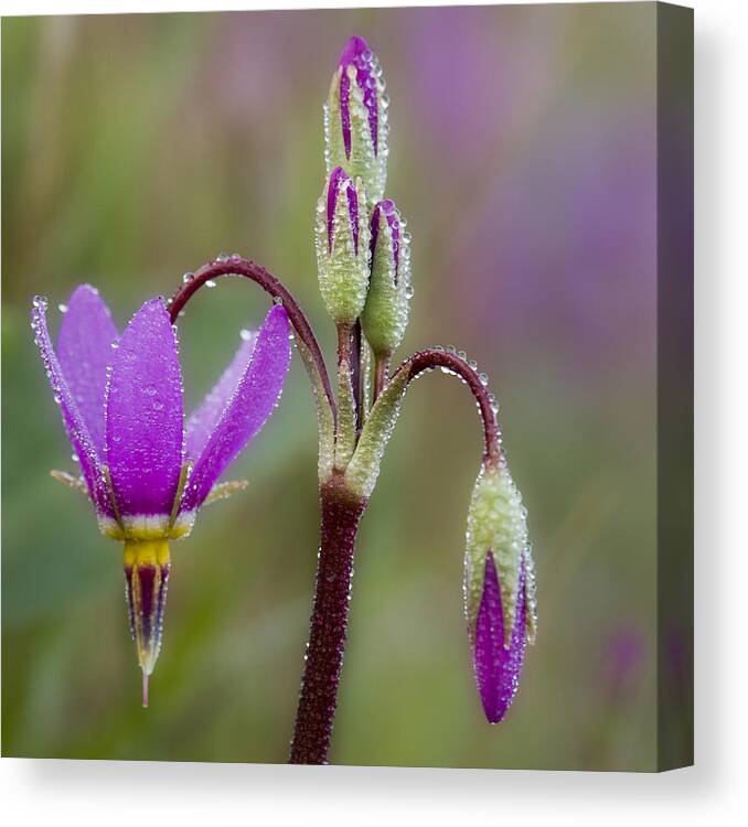 Star Canvas Print featuring the photograph Shooting Stars Square by Sonya Lang