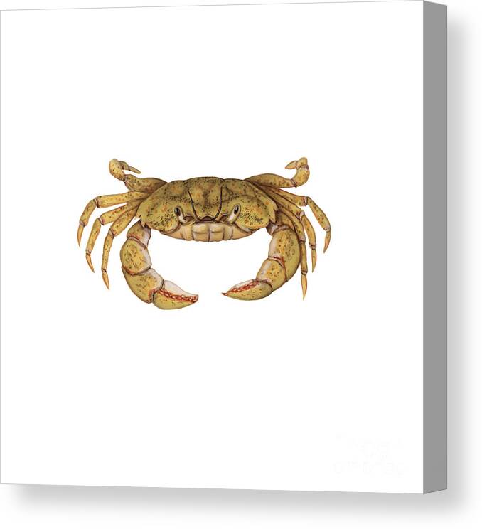 Shore Crab Canvas Print featuring the photograph Shore Crab by Carlyn Iverson