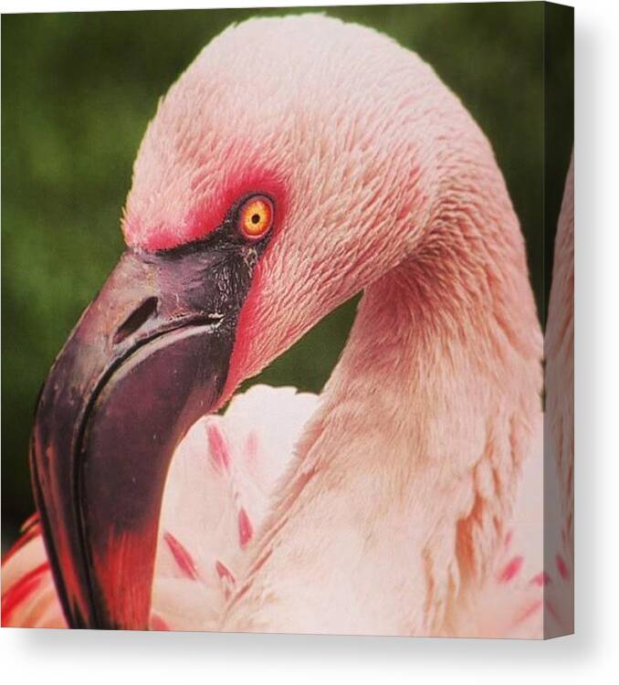 Tvnewsphotog Canvas Print featuring the photograph Shot Of A Pink Flamingo I Took At The by Mike Warner