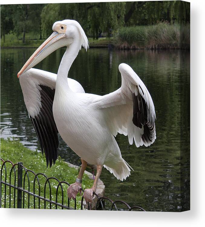Beak Canvas Print featuring the photograph Showing off by Shirley Mitchell