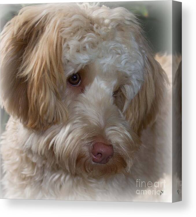Pet Canvas Print featuring the photograph Shy Doodle by Sandra Clark