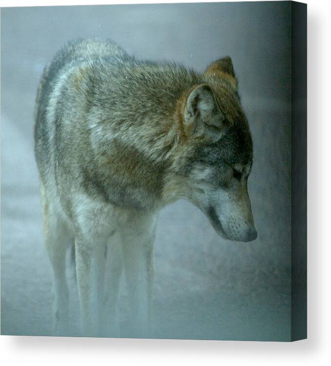 Wolf Canvas Print featuring the photograph sibley guardian II by Jeremiah John McBride