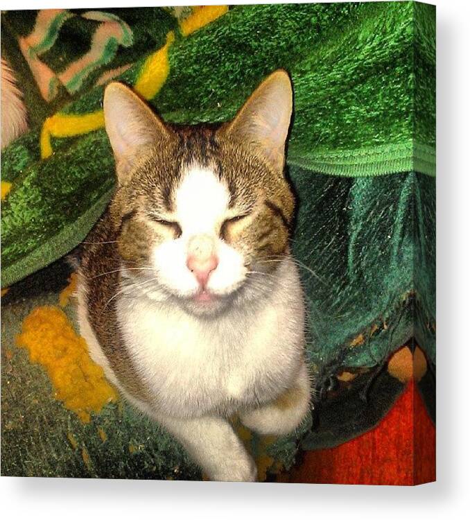 Catstagram Canvas Print featuring the photograph Silly Billy #cat #catlady #catlove by Haley BCU