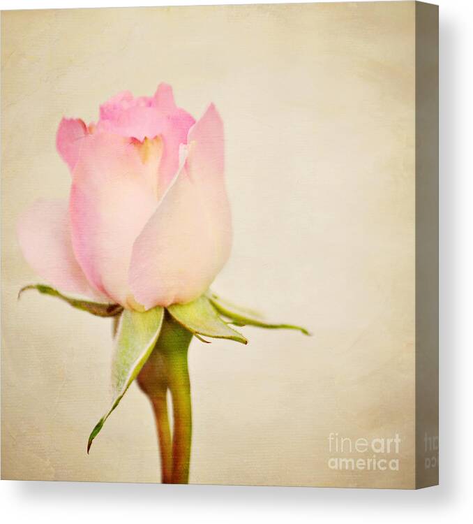 Rose Canvas Print featuring the photograph Single baby pink rose by Lyn Randle