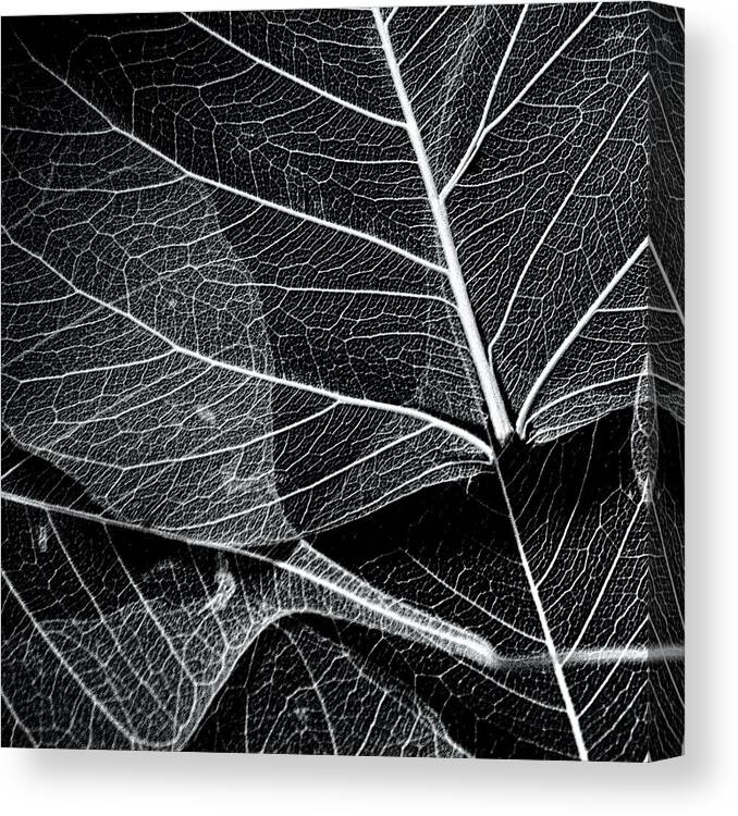 Skeletal Leaves Canvas Print featuring the photograph Skeletal Leaf Montage No.2 by Bonnie Bruno