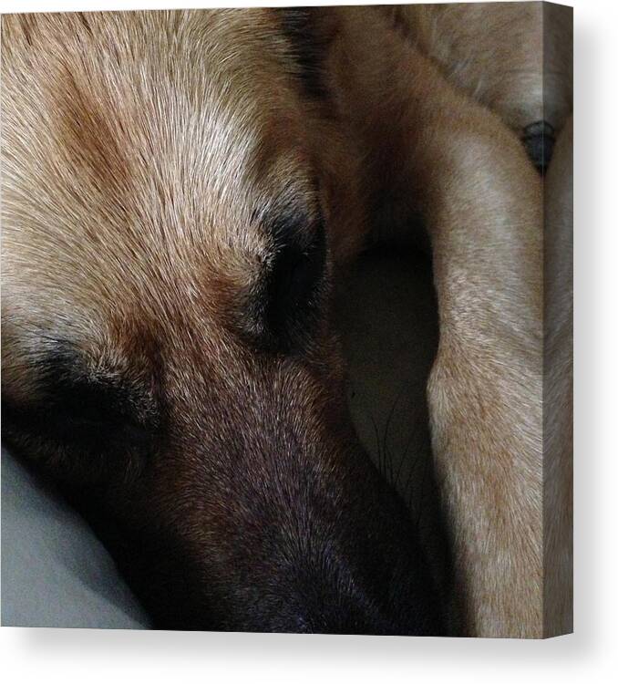 'german Shepherd' Dog Canvas Print featuring the photograph Sleeping Beauty by Carol Whaley Addassi