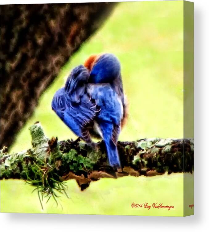Bluebird Canvas Print featuring the photograph Sleepy Bluebird by Lucy VanSwearingen