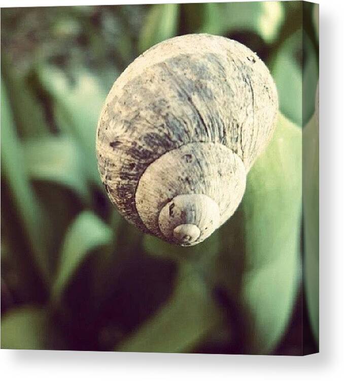 Picture Canvas Print featuring the photograph #snail #snailshell #shell #nature by Sarah-jane Matthews Photos