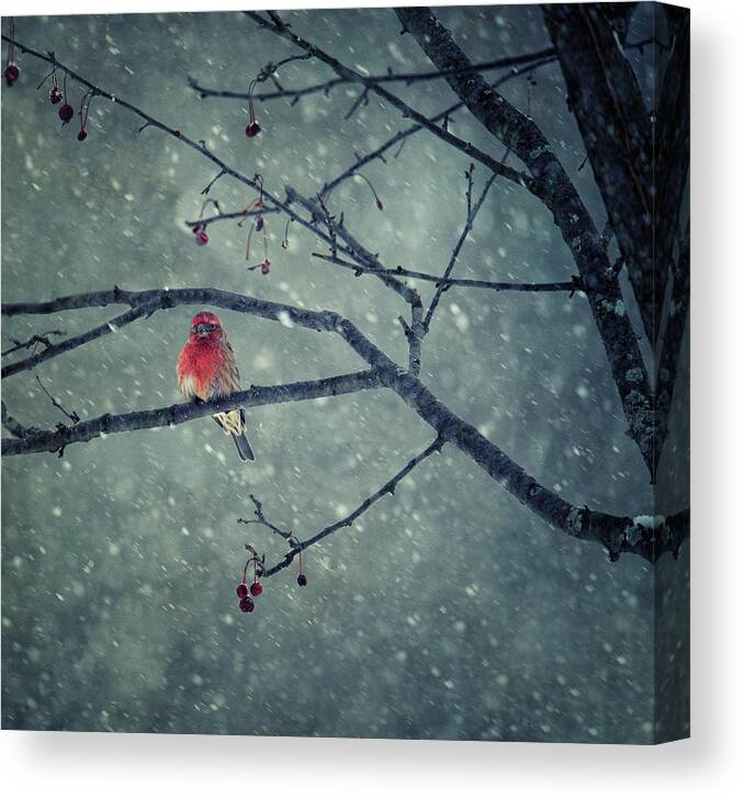 Red Canvas Print featuring the photograph Snowing by Yu Cheng