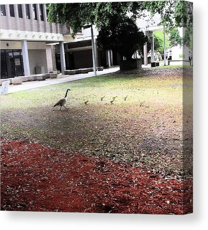 Cute Canvas Print featuring the photograph So Cute Just Roaming Around My Campus by Colleen Morrison