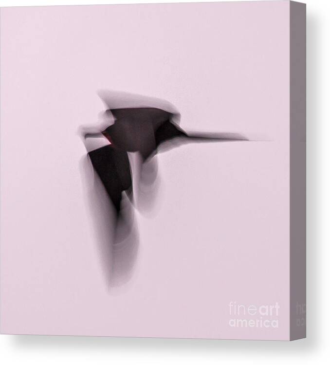 2014 Canvas Print featuring the photograph Soaring shadow by Jean-Luc Baron