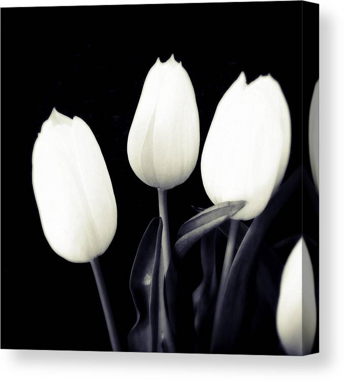 Tulips Canvas Print featuring the photograph Soft and bright white tulips black background by Matthias Hauser