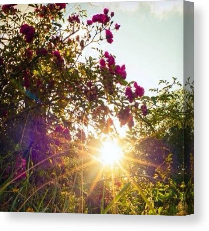 Beauty Canvas Print featuring the photograph Solar Power by Aleck Cartwright