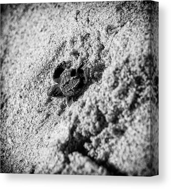 Baby Loggerhead Canvas Print featuring the photograph Sometimes We Fall by Sebastian Musial