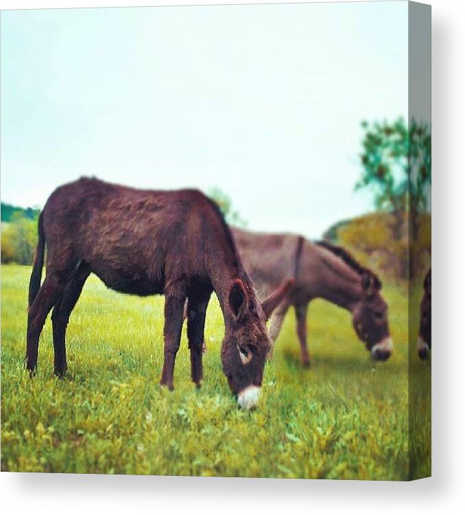 Animals Canvas Print featuring the photograph #south #dakota #beauty #photography by Baiju Abraham