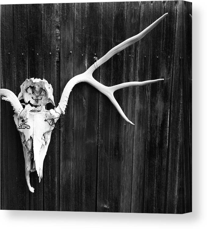 Animal Skull Canvas Print featuring the photograph Southwest Americana by Amygdala imagery