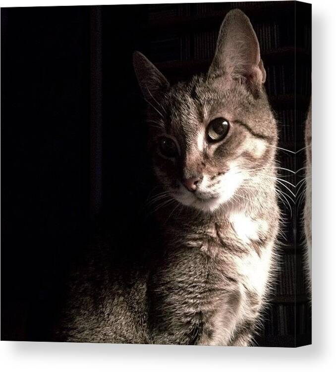 Tagstagramers Canvas Print featuring the photograph Space Cat by Mike Maginot