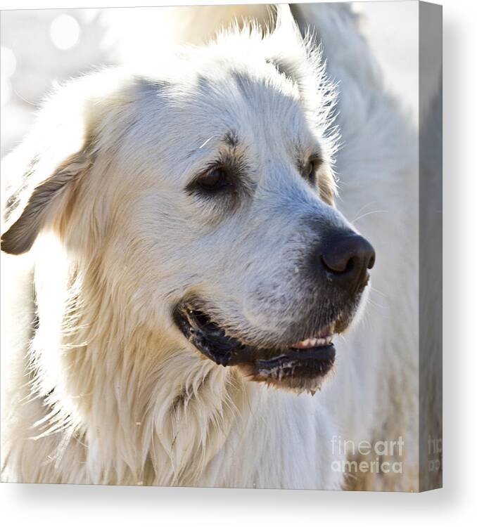 Dog Canvas Print featuring the photograph Spanish White Dog by Heiko Koehrer-Wagner