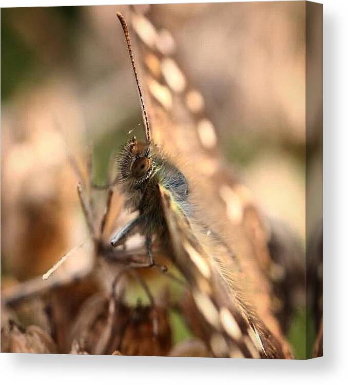 Natures_hub Canvas Print featuring the photograph #speckledwood #100daysofnature #day63 by Miss Wilkinson