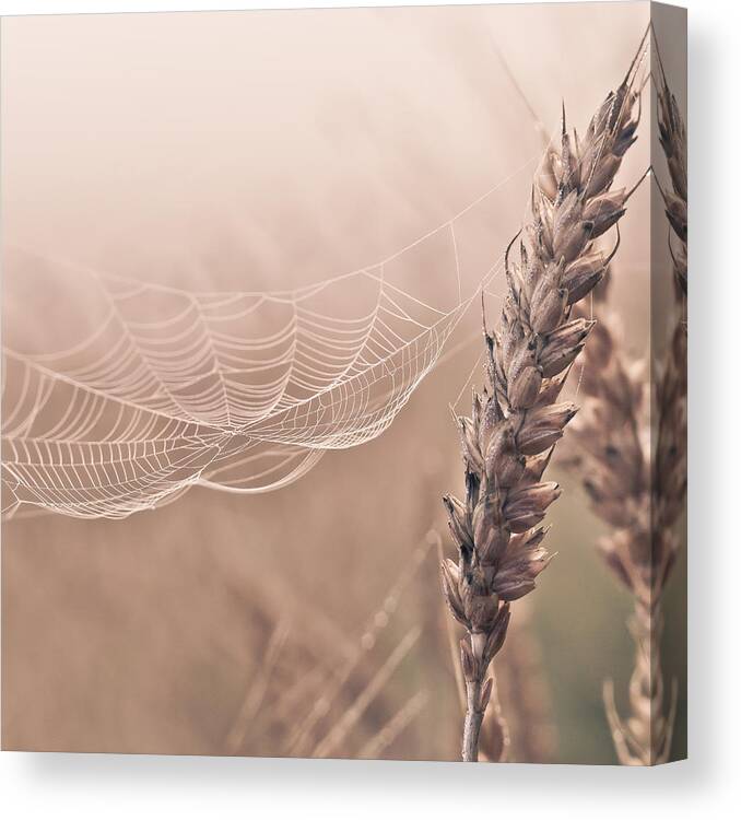 Spider Web Canvas Print featuring the photograph Spider web by Aldona Pivoriene