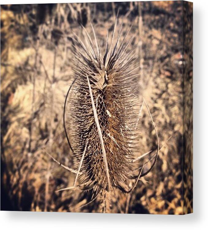 Brown Canvas Print featuring the photograph #spikes #sharp #koolplant #brown #brush by Audrey Devotee