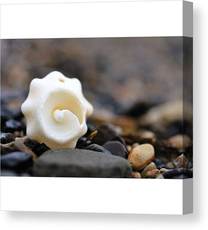  Canvas Print featuring the photograph Spiral | Canon 7d 60mm Macro | Great by Tyler Rice