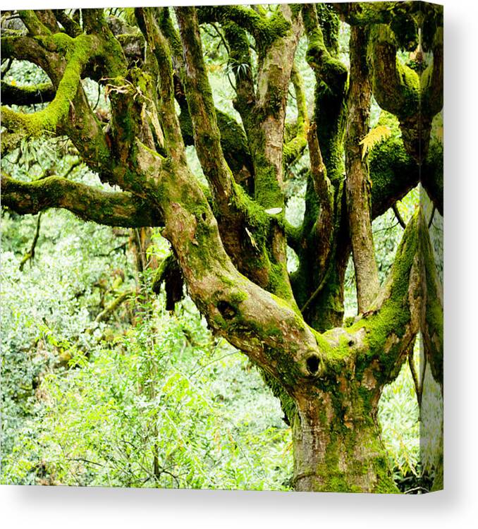 India Canvas Print featuring the photograph Spirit of forest by Raimond Klavins