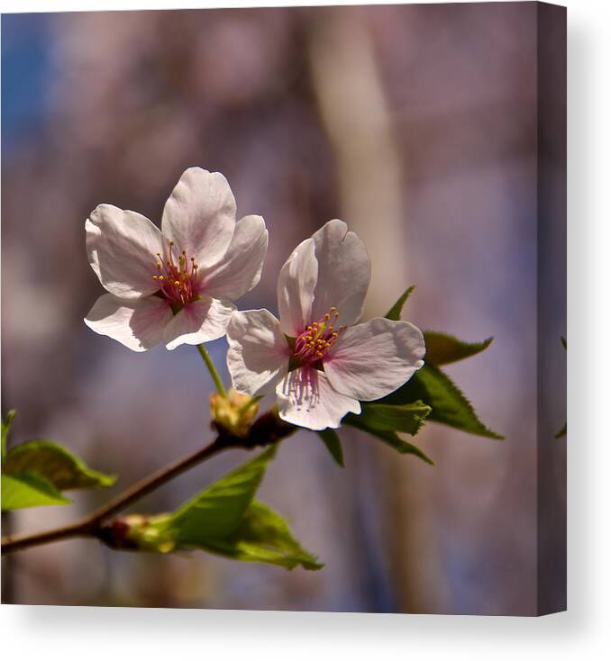 Capitol Canvas Print featuring the photograph Spotlight by Kathi Isserman