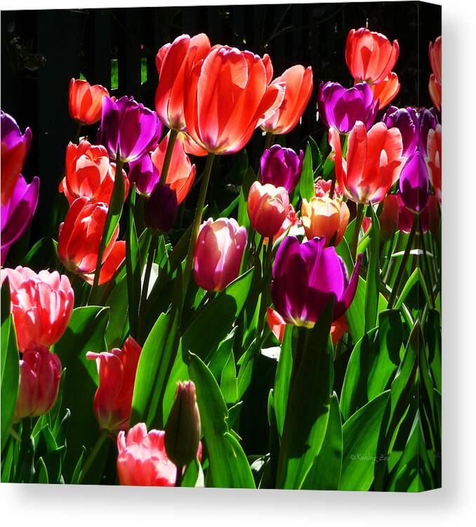 Tulips Canvas Print featuring the photograph Spring Blossom 5 by Xueling Zou