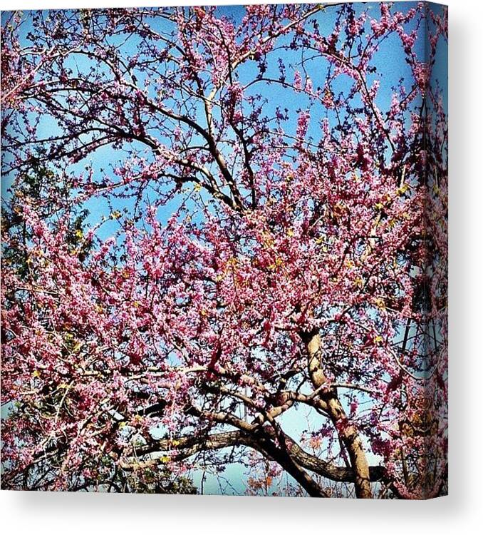 Beautiful Canvas Print featuring the photograph #spring #blossom #flowers #beautiful by Candace Hughes