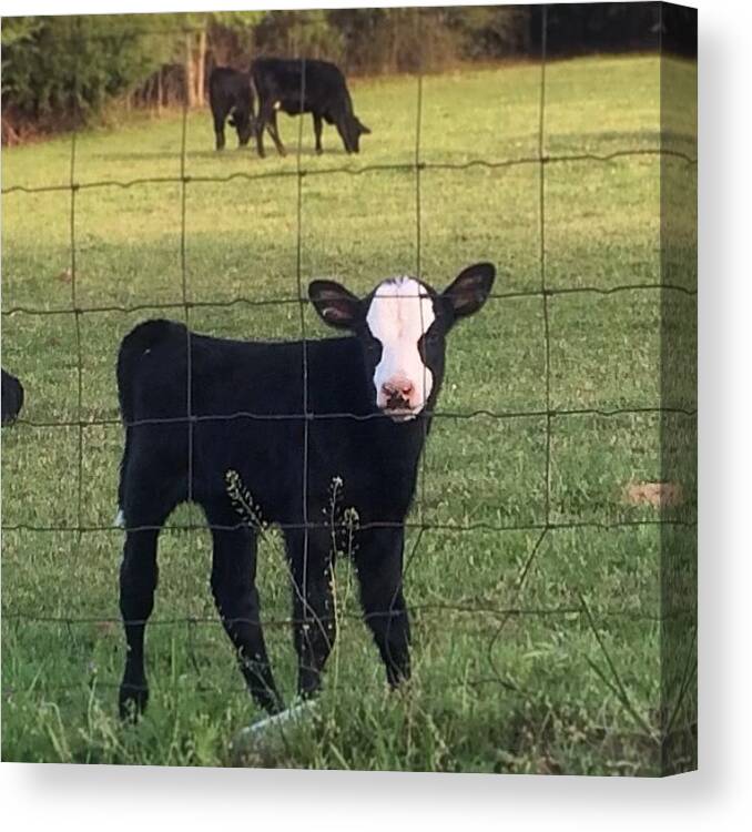  Canvas Print featuring the photograph Spring Calf Here In Texas by Dana Coplin