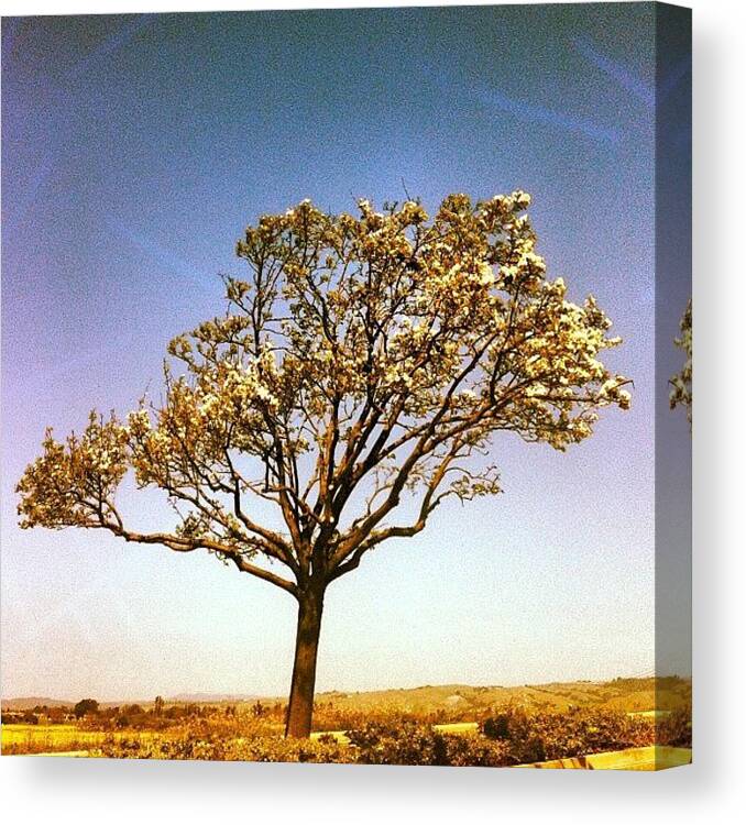 Beautiful Canvas Print featuring the photograph #spring #sanfrancisco #california #sfo by Ken SF