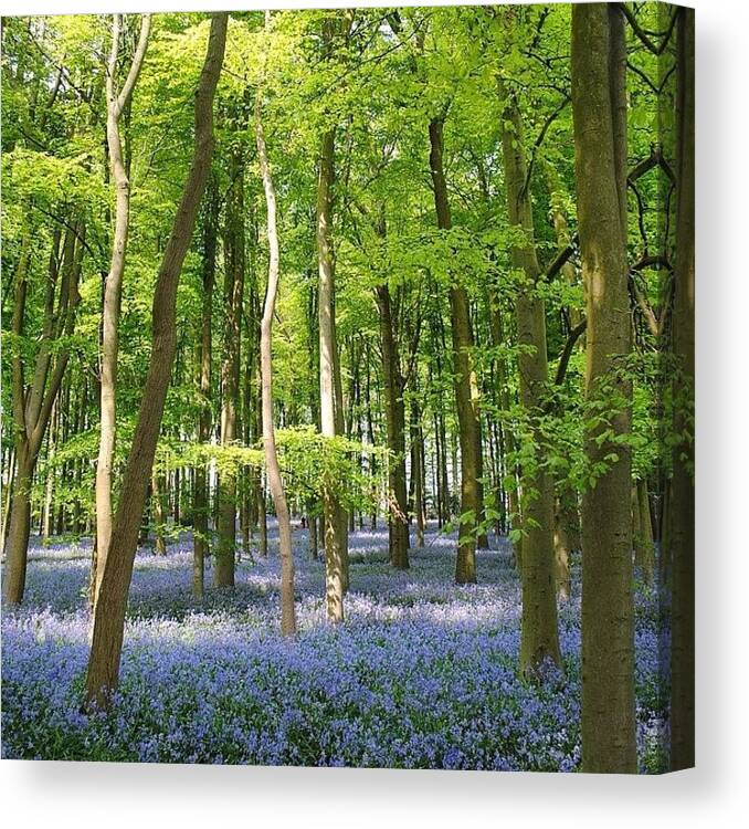 Beautiful Canvas Print featuring the photograph #spring #springflowers #bluebells by Mike Fletcher