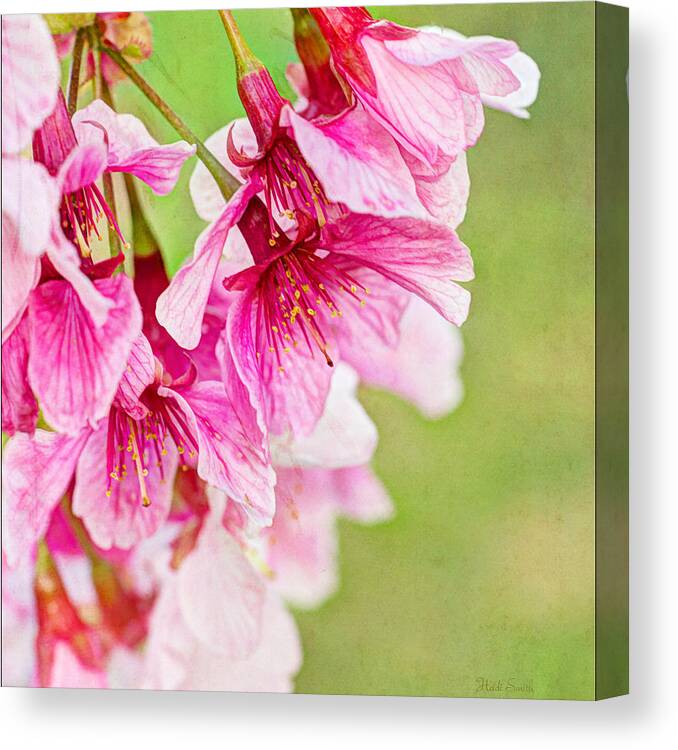 Spring Canvas Print featuring the photograph Spring's Show - Square by Heidi Smith
