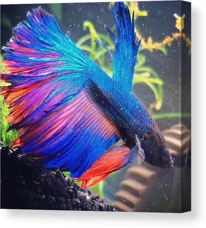 Betta Canvas Print featuring the photograph Sprinkle's Life Consists Of Darting At by Jennifer Gaida
