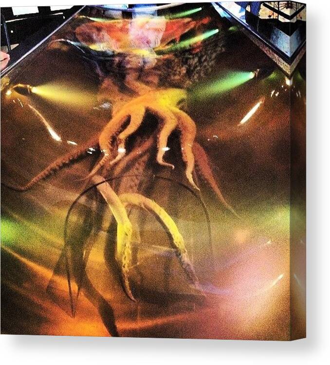 Underwater Canvas Print featuring the photograph Squid #squid #foodporn #ocean #museum by Nate Greenberg