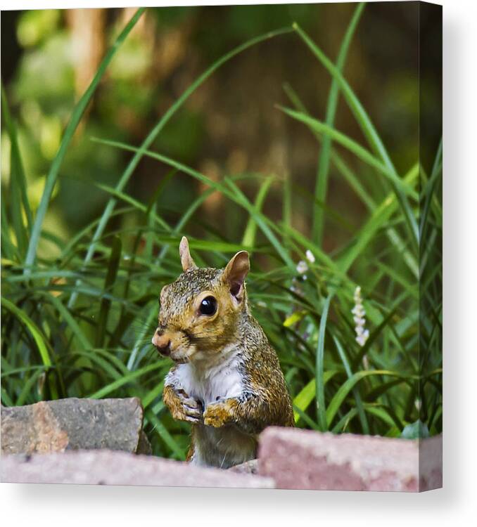 Nature Photography Canvas Print featuring the photograph Squirrel in the Grass by Michael Whitaker