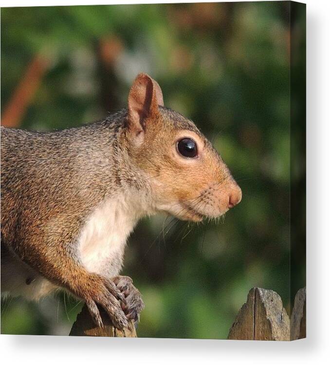 Bigrobbphotos Canvas Print featuring the photograph #squirrel #nature #wildlife by Robb Needham