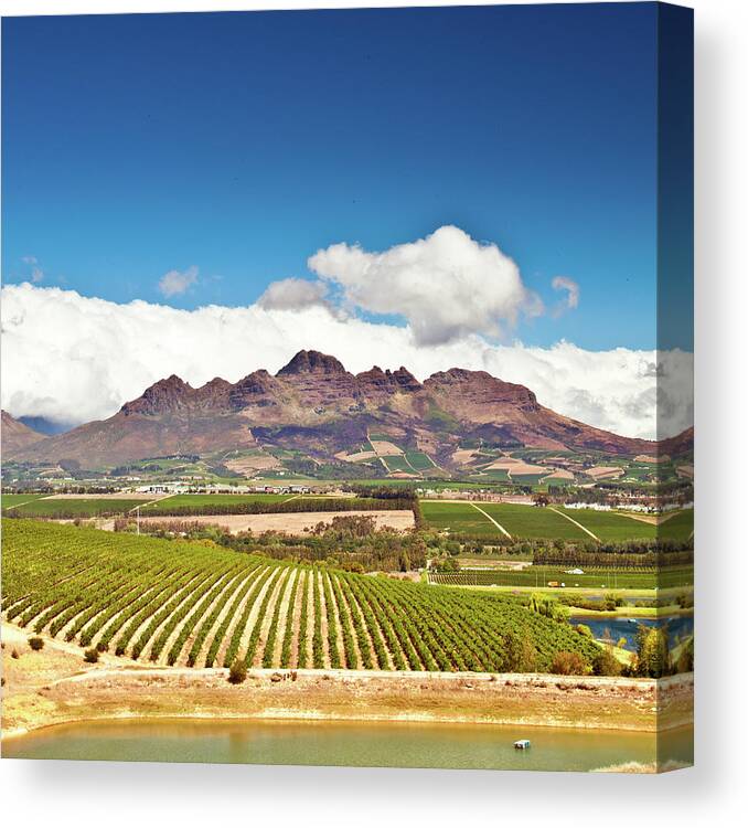 Stellenbosch Canvas Print featuring the photograph Stellenbosch Vineyards by Ferrantraite