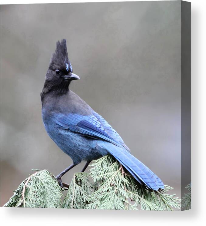 Jay Canvas Print featuring the photograph Steller's Jay by Angie Vogel