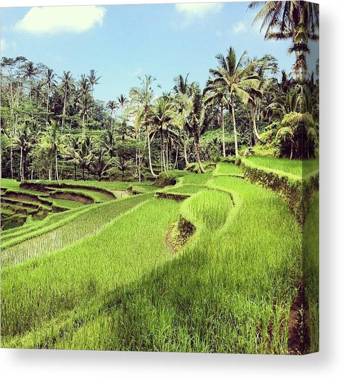 Riceterrace Canvas Print featuring the photograph Steppe By Steppe - The Magnificent Rice terraces of Bali by Josh Samuel