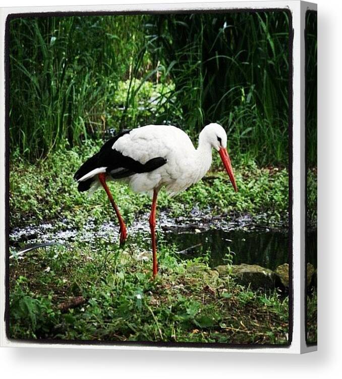 Instragram Canvas Print featuring the photograph #stork #animal #bird #feathers #natural by Nicola Young