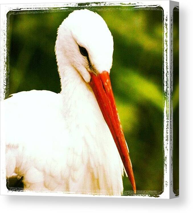 Instragram Canvas Print featuring the photograph #stork #feathers #wildlife by Nicola Young
