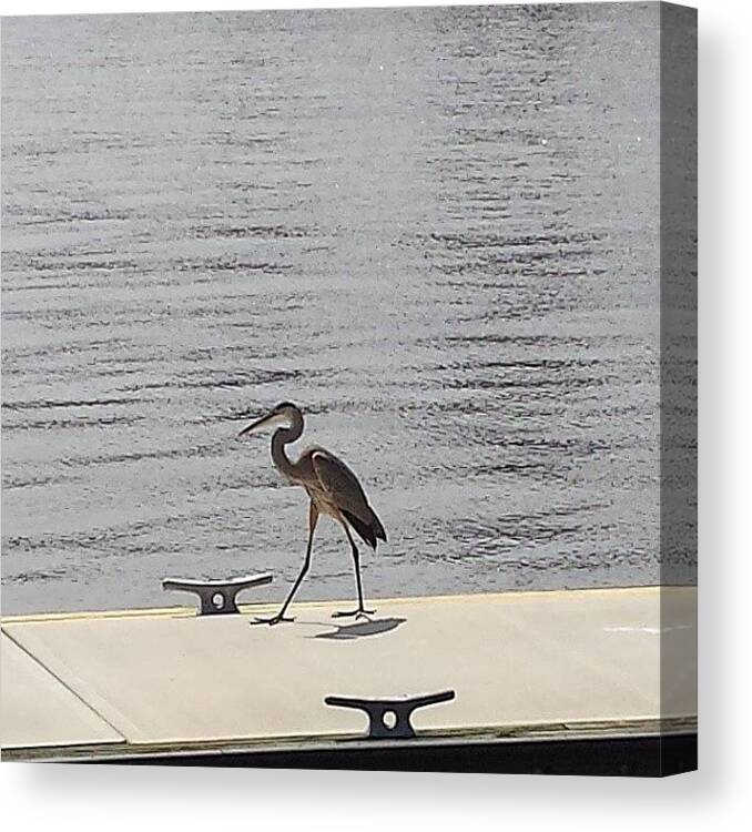 Stork Canvas Print featuring the photograph #stork Waiting On His #boat by Damien Lamar