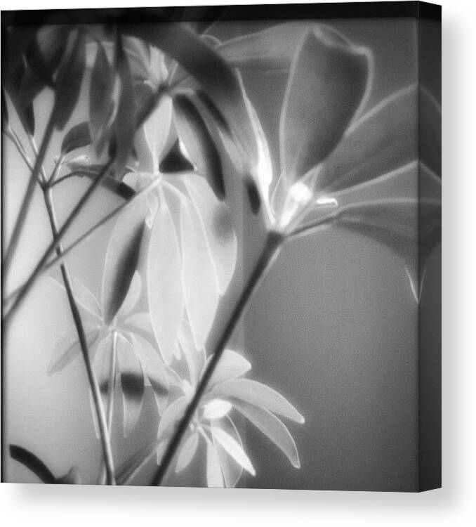 Plants Canvas Print featuring the photograph Stretching for the Sun by Stefanie Roberts