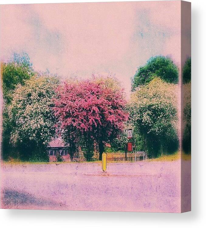 Summer Canvas Print featuring the photograph #summer #blossom. .. #newtown by Linandara Linandara
