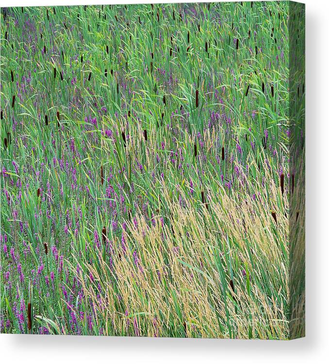 Summer Canvas Print featuring the photograph Summer Marsh by Alan L Graham