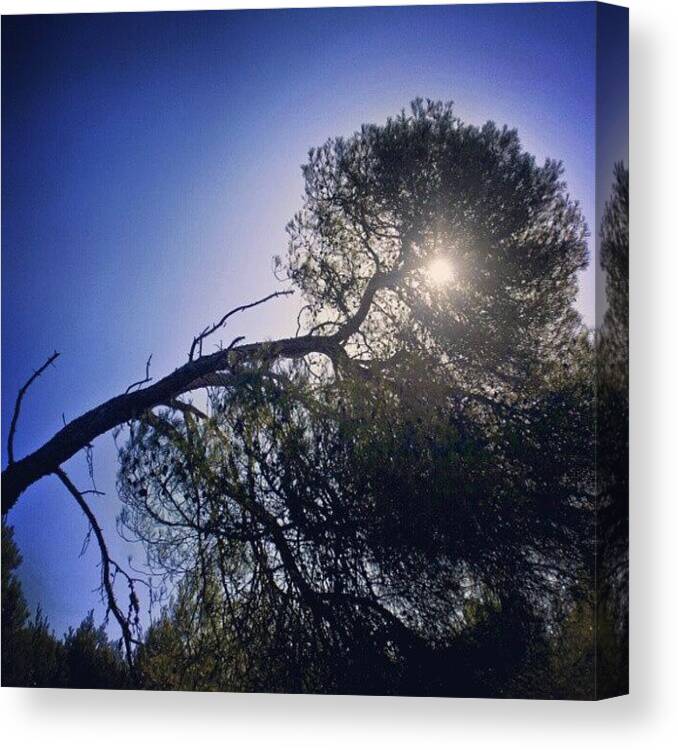 Beautiful Canvas Print featuring the photograph #sun #summer #mallorca #alcudia #tree by Ryan Miller
