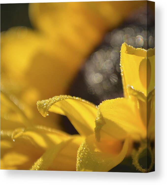 Raindrops Canvas Print featuring the photograph Sundrops by Forest Floor Photography